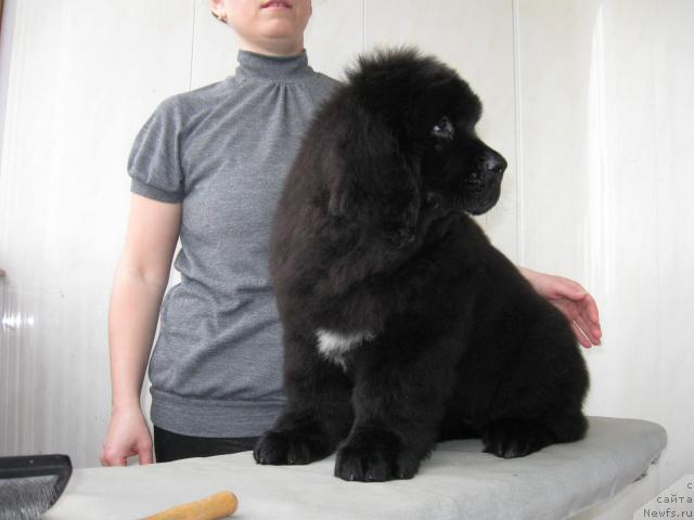 Фото: ньюфаундленд Мэджестик Гудсоул Нефертари (Majestic Goodsoul Nefertari)