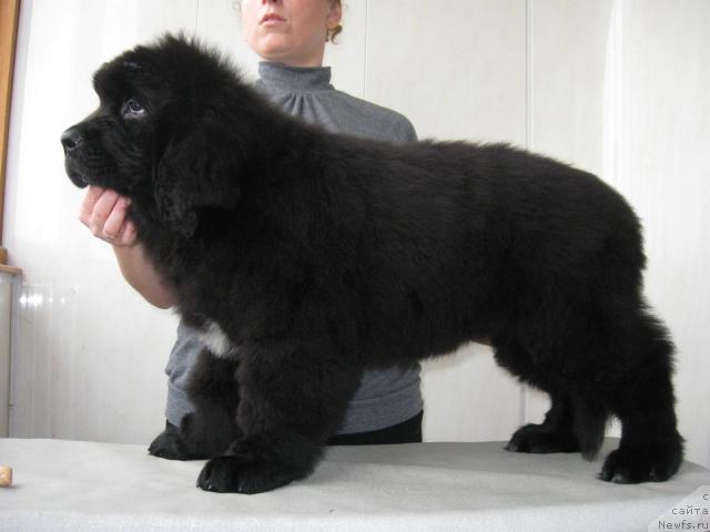 Фото: ньюфаундленд Мэджестик Гудсоул Нефертари (Majestic Goodsoul Nefertari)