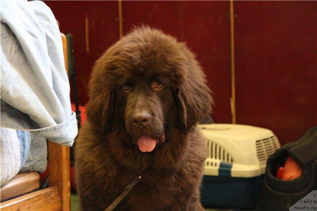 Фото: ньюфаундленд Черный Шарм Амбер Бест Дог ФО Марлеон