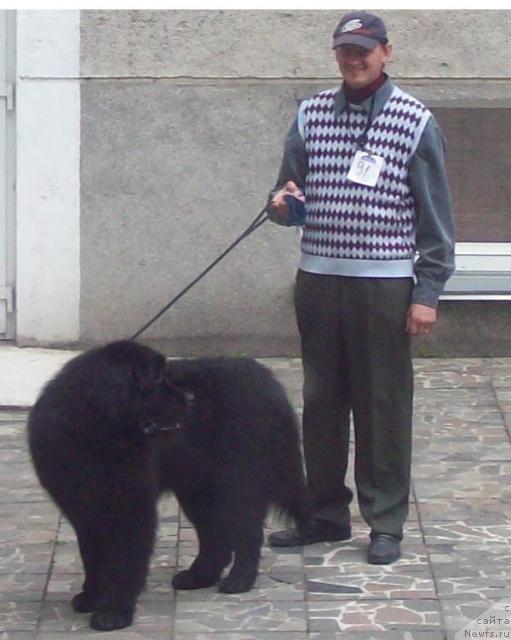 Фото: ньюфаундленд Кенни, и Дима