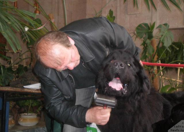 Фото: ньюфаундленд Кенни, и Вася