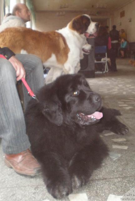 Фото: ньюфаундленд Кенни, и  Норис