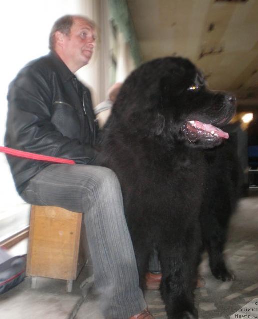 Фото: ньюфаундленд Кенни, и Вася