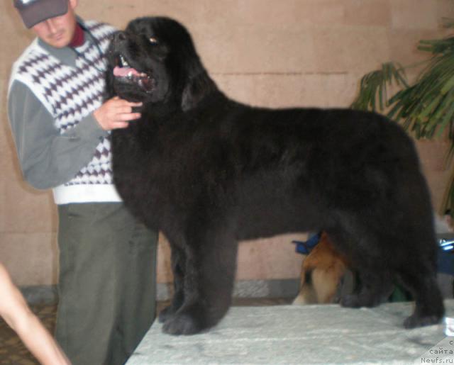 Фото: ньюфаундленд Кенни