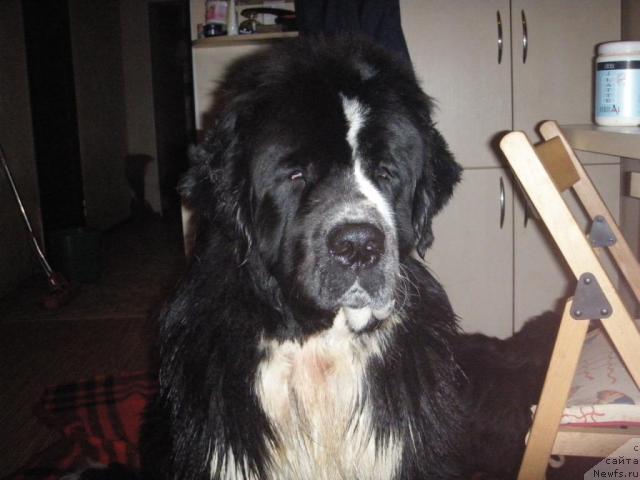 Фото: ньюфаундленд Маг Исполин Любомир