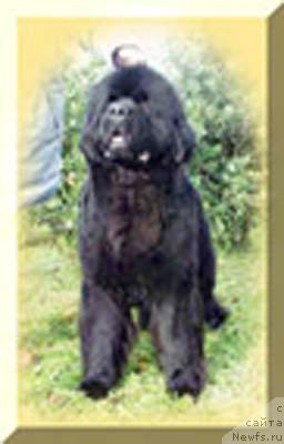 Фото: ньюфаундленд I Will Always Love You