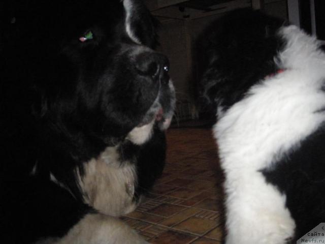 Фотография № 41700