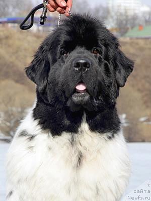 Фото: ньюфаундленд Don't Worry Be Happy de L'Etoile de Cyrice