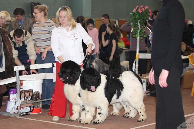 Фото: ньюфаундленд Веснушка на Счастье (Vesnushka na Shastie), ньюфаундленд Кипер Соул Жемчужный Король, Елена Заборова (Брехина)