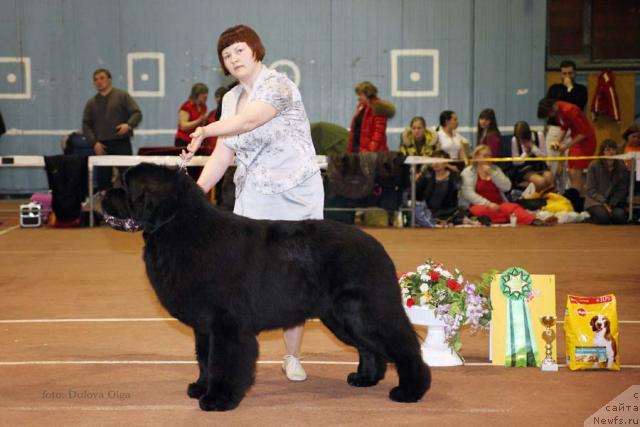 Фото: ньюфаундленд Акватория Келвин Золотой Медведь (Aquatoriya Kelvin Zolotoy Medved)