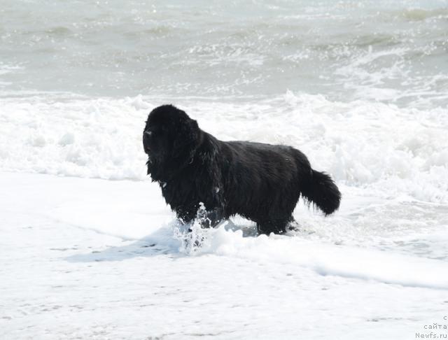 Фото: ньюфаундленд Бегущая по Волнам Вип (Beguschaya po Volnam VIP)