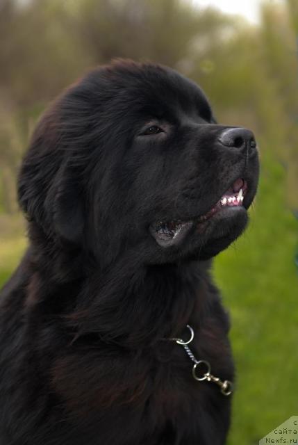 Фото: ньюфаундленд Сент Джонс Таис Афинская
