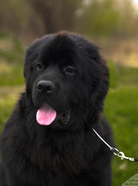 Фото: ньюфаундленд Сент Джонс Таис Афинская