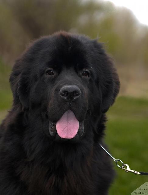 Фото: ньюфаундленд Сент Джонс Таис Афинская