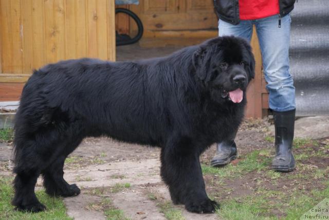 Фото: ньюфаундленд Сент Джонс Ричард Блек Голд (Sent Djons Richard Black Gold)