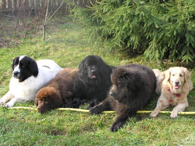 Фото: ньюфаундленд Дюрбахлер Клаб Альфаретта Виньетта, ньюфаундленд Масяня Гранд Бэби, ньюфаундленд Очаровашка с Берега Дона (Ocharovashka s Berega Dona), ньюфаундленд Шедоу из Уникальной Коллекции, Лиса