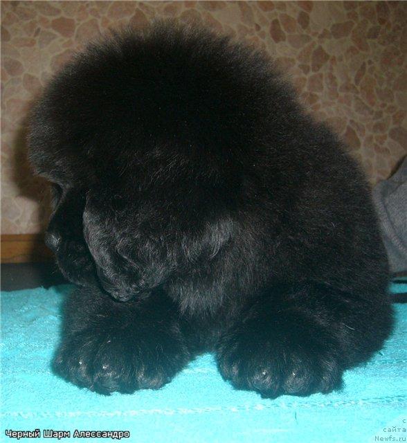Фото: ньюфаундленд Черный Шарм Алессандро