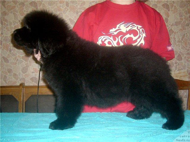 Фото: ньюфаундленд Черный Шарм Алессандро