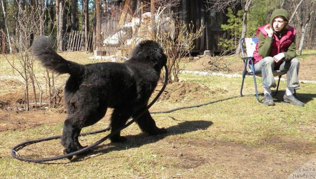 Фото: ньюфаундленд Акватория Келвин Кадриль (Aquatoriya Kelvin Kadril)