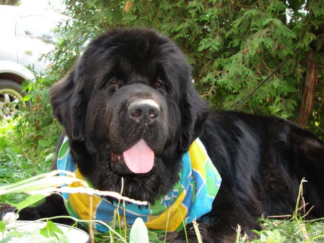 Фото: ньюфаундленд Супер Бизон Анталия