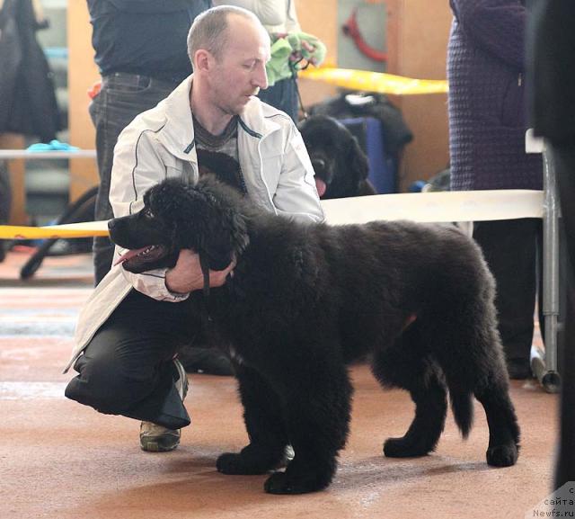 Фото: ньюфаундленд Звезда Востока
