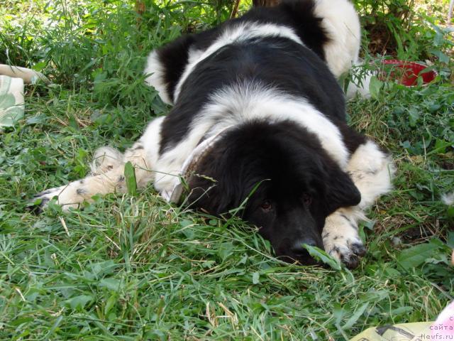 Фото: ньюфаундленд Веснушка на Счастье (Vesnushka na Shastie)