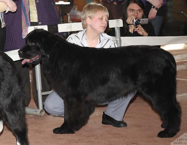 Фото: ньюфаундленд Маг Исполин Лира Любви