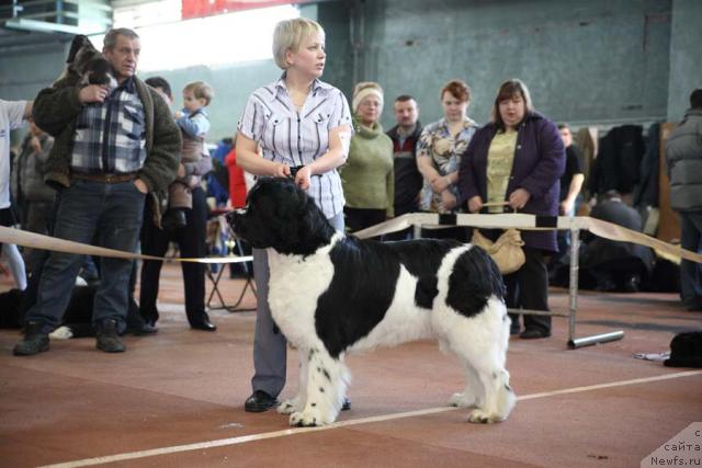 Фото: ньюфаундленд Маг Исполин Инфанта (Mag Ispolin Infanta)