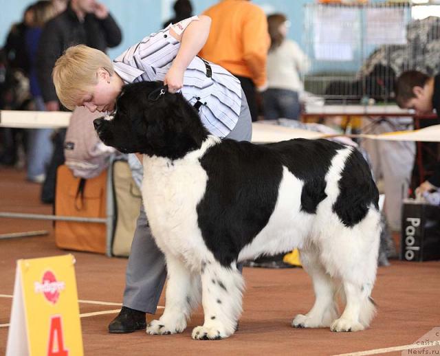 Фото: ньюфаундленд Маг Исполин Инфанта (Mag Ispolin Infanta)