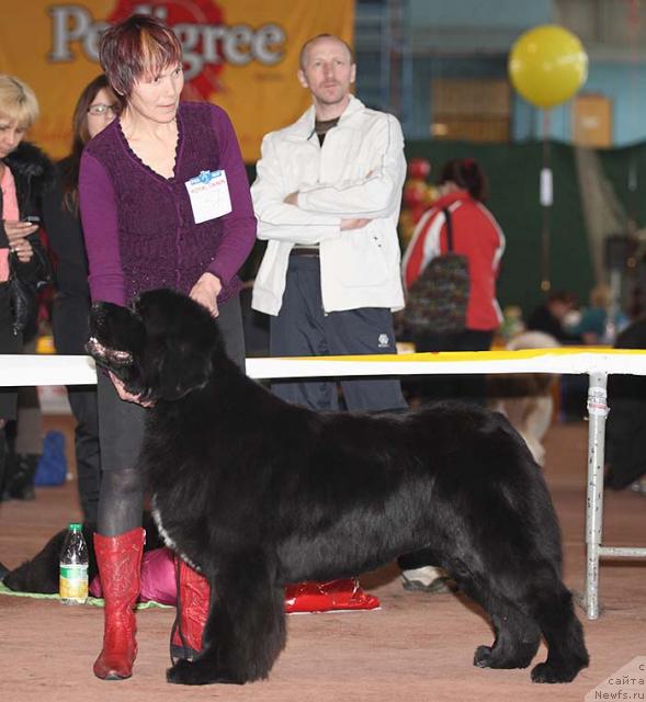 Фото: ньюфаундленд Блэк Диамонд Агидель от Потапа Патриция (Black Diamond Agidel ot Potapa Patricia)