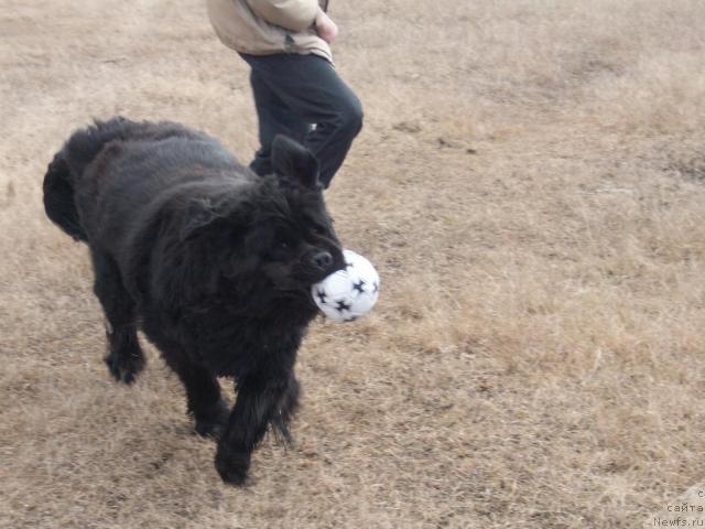 Фото: ньюфаундленд Ярада из Сибирской Глубинки (Yarada iz Sibirskoy Glubinki)
