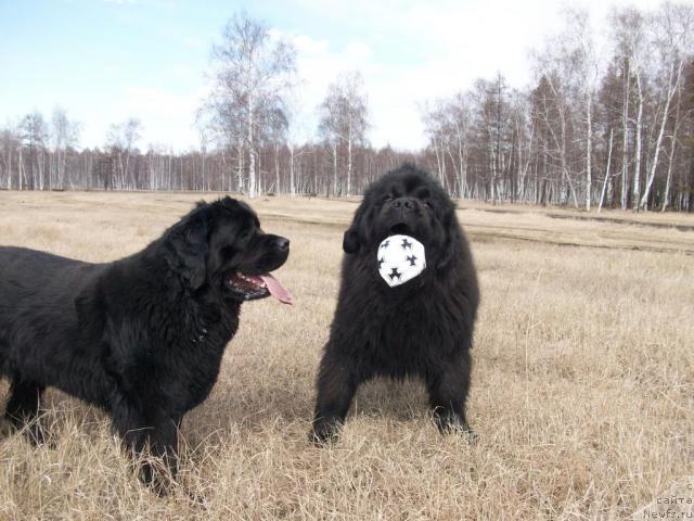Фото: ньюфаундленд Карат из Медвежьего Яра (Karat iz Medvejyego Yara)