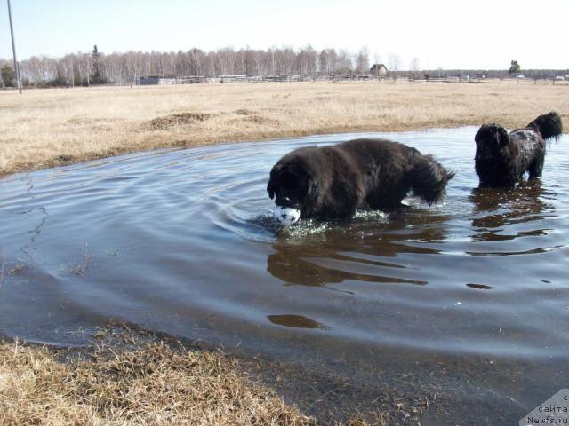 Фото: ньюфаундленд Карат из Медвежьего Яра (Karat iz Medvejyego Yara)