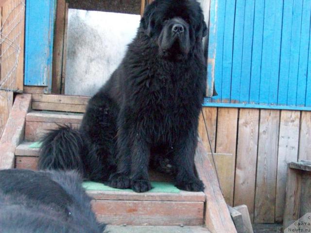 Фото: ньюфаундленд Карат из Медвежьего Яра (Karat iz Medvejyego Yara)