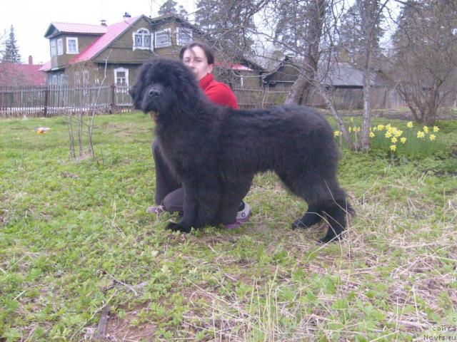 Фото: ньюфаундленд Акватория Келвин Килиманджаро (Aquatoriya Kelvin Kilimandzharo), Оксана Волкова