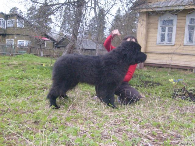Фото: ньюфаундленд Акватория Келвин Килиманджаро (Aquatoriya Kelvin Kilimandzharo)