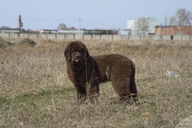 Фото: ньюфаундленд Исполин из Царства Медведей