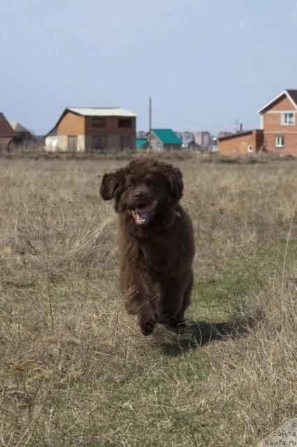 Фото: ньюфаундленд Исполин из Царства Медведей