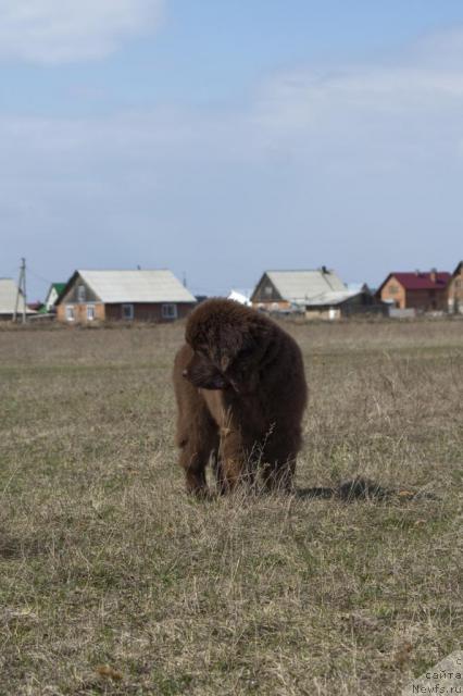 Фото: ньюфаундленд Исполин из Царства Медведей