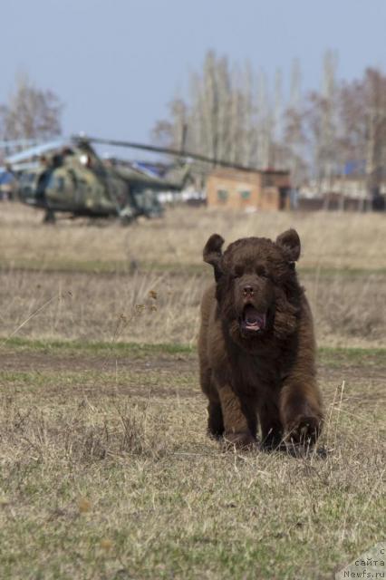 Фото: ньюфаундленд Исполин из Царства Медведей