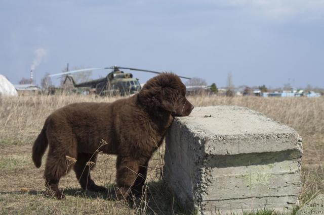 Фото: ньюфаундленд Исполин из Царства Медведей