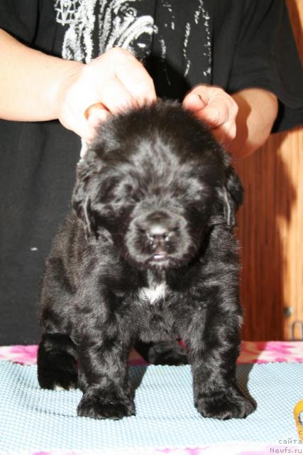 Фото: Бегущая по волнам Харизма