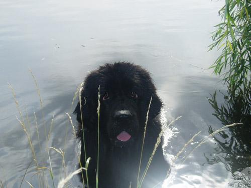 Фото: ньюфаундленд Бренда Кара Дениз