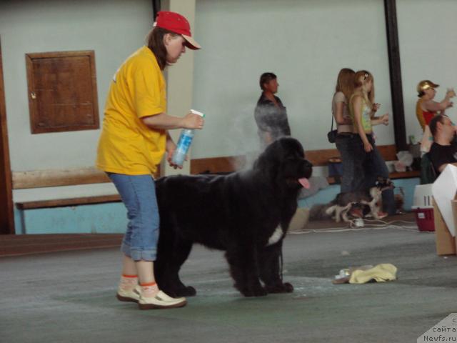 Фото: ньюфаундленд Супер Бизон Анталия, Наталия Снигирева