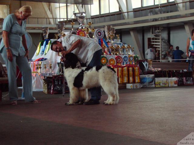 Фото: ньюфаундленд Супер Бизон Батон, Сергей Селезнев