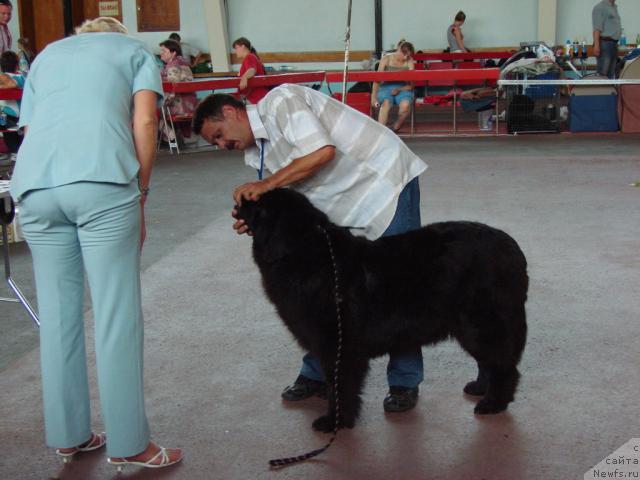 Фото: ньюфаундленд Лесная Сказка Руслана, Сергей Селезнев