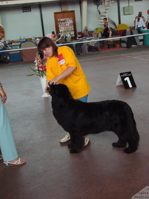 Фото: ньюфаундленд Супер Бизон Анталия, Наталия Снигирева