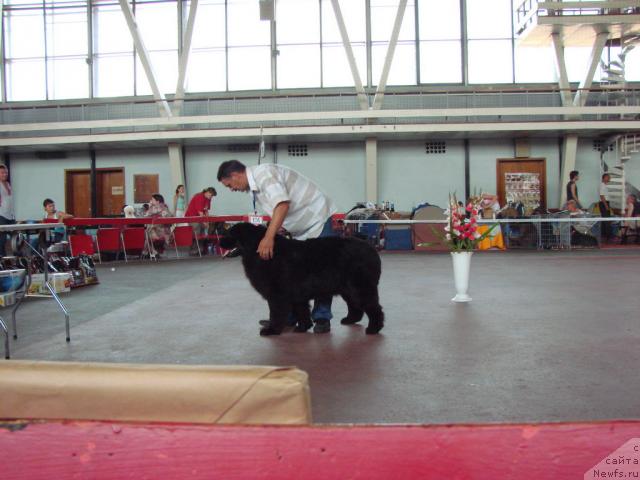 Фото: ньюфаундленд Лесная Сказка Руслана, Сергей Селезнев