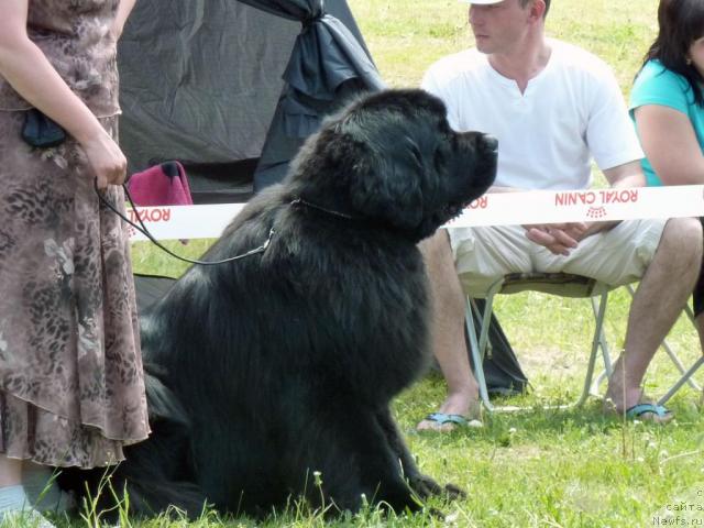 Фото: ньюфаундленд Акватория Келвин Золотой Медведь (Aquatoriya Kelvin Zolotoy Medved)