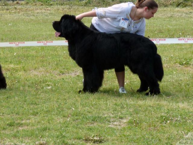 Фото: ньюфаундленд Skippers Secret Agent For Donat's Pride